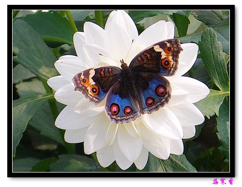 �ֿ�������