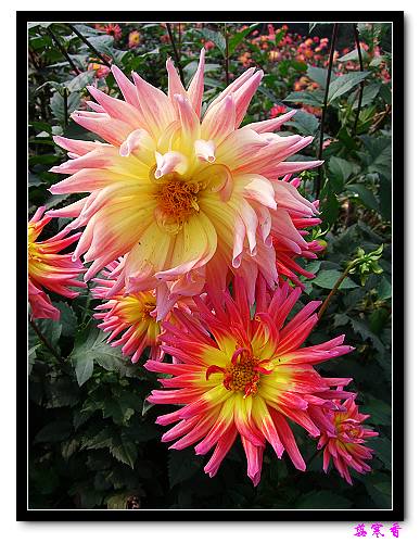 �ֿ�������