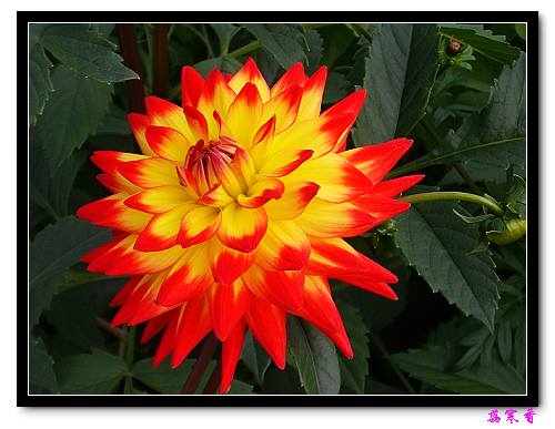 �ֿ�������