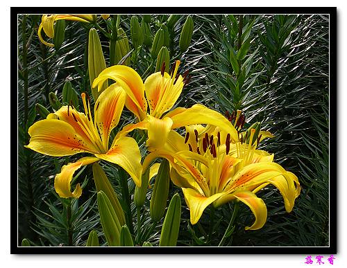 �Ŷ�:ʯ����İٺϻ���(û���÷�����ߵ����)