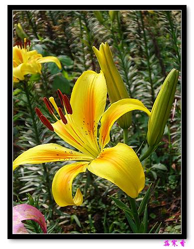 �Ŷ�:ʯ����İٺϻ���(û���÷�����ߵ����)