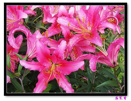 �Ŷ�:ʯ����İٺϻ���(û���÷�����ߵ����)