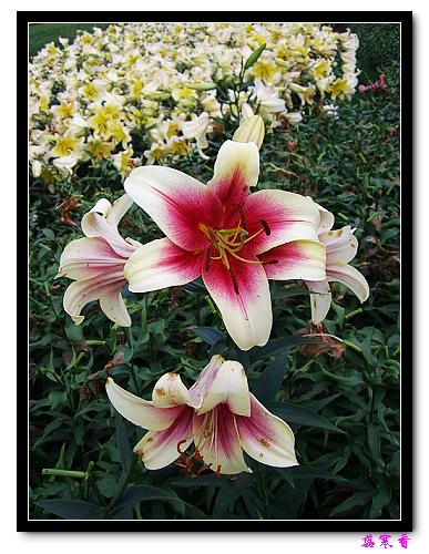 �Ŷ�:ʯ����İٺϻ���(û���÷�����ߵ����)