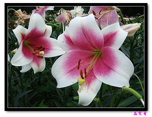 �Ŷ�:ʯ����İٺϻ���(û���÷�����ߵ����)