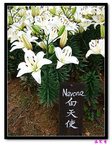 �Ŷ�:ʯ����İٺϻ���(û���÷�����ߵ����)