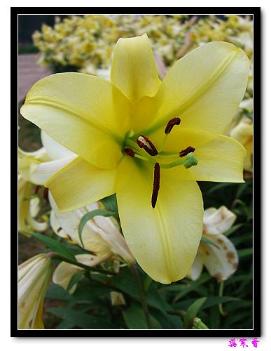 �Ŷ�:ʯ����İٺϻ���(û���÷�����ߵ����)