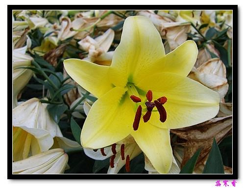 �Ŷ�:ʯ����İٺϻ���(û���÷�����ߵ����)