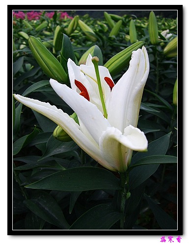 �Ŷ�:ʯ����İٺϻ���(û���÷�����ߵ����)