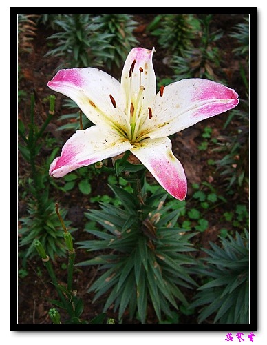 �Ŷ�:ʯ����İٺϻ���(û���÷�����ߵ����)