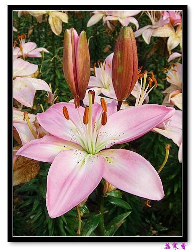 �Ŷ�:ʯ����İٺϻ���(û���÷�����ߵ����)