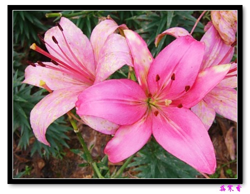 �Ŷ�:ʯ����İٺϻ���(û���÷�����ߵ����)