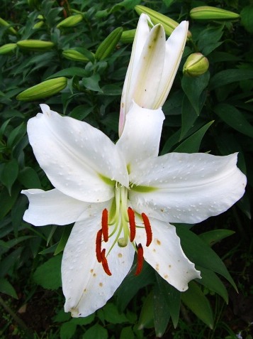 �Ŷ�:ʯ����İٺϻ���(û���÷�����ߵ����)