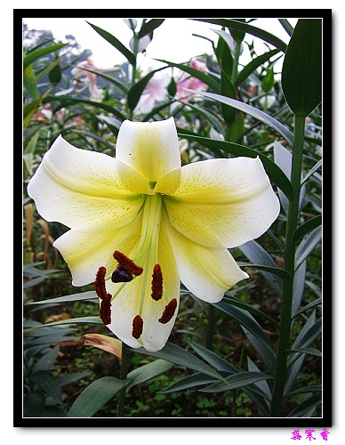 �Ŷ�:ʯ����İٺϻ���(û���÷�����ߵ����)