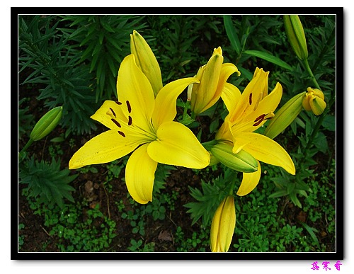 �Ŷ�:ʯ����İٺϻ���(û���÷�����ߵ����)