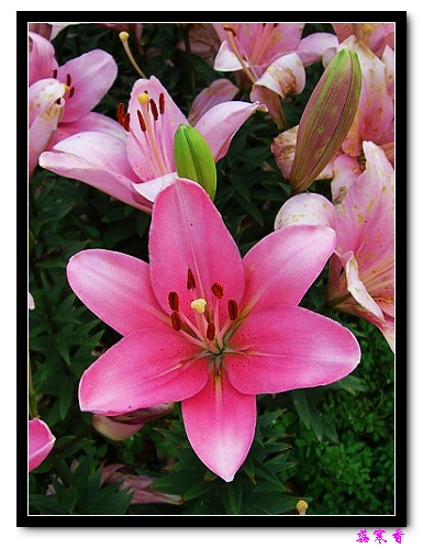 �Ŷ�:ʯ����İٺϻ���(û���÷�����ߵ����)