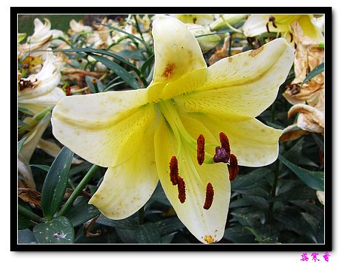 �Ŷ�:ʯ����İٺϻ���(û���÷�����ߵ����)