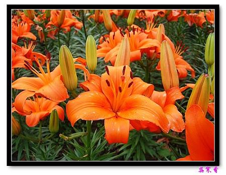 �Ŷ�:ʯ����İٺϻ���(û���÷�����ߵ����)