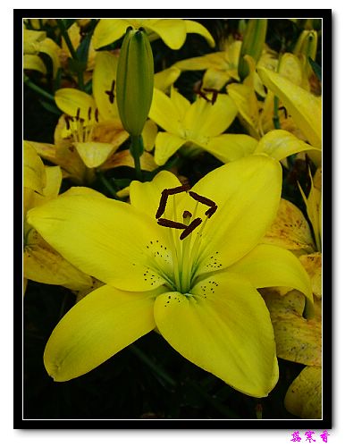 �Ŷ�:ʯ����İٺϻ���(û���÷�����ߵ����)