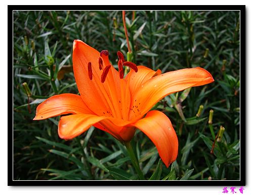 �Ŷ�:ʯ����İٺϻ���(û���÷�����ߵ����)