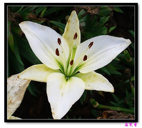 �Ŷ�:ʯ����İٺϻ���(û���÷�����ߵ����)