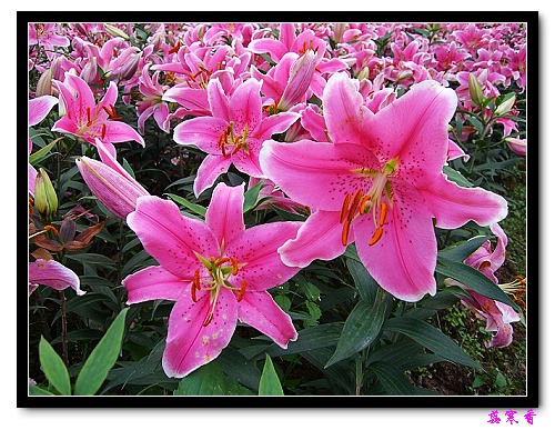 �Ŷ�:ʯ����İٺϻ���(û���÷�����ߵ����)