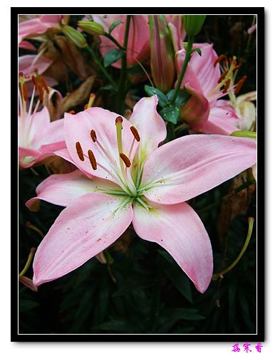 �Ŷ�:ʯ����İٺϻ���(û���÷�����ߵ����)