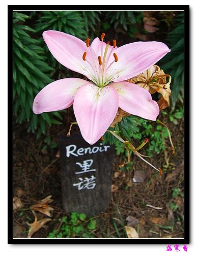 �Ŷ�:ʯ����İٺϻ���(û���÷�����ߵ����)