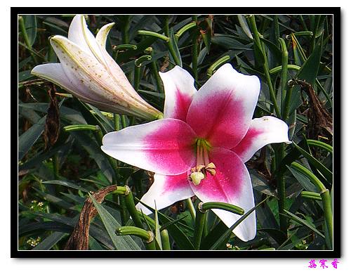 �Ŷ�:ʯ����İٺϻ���(û���÷�����ߵ����)