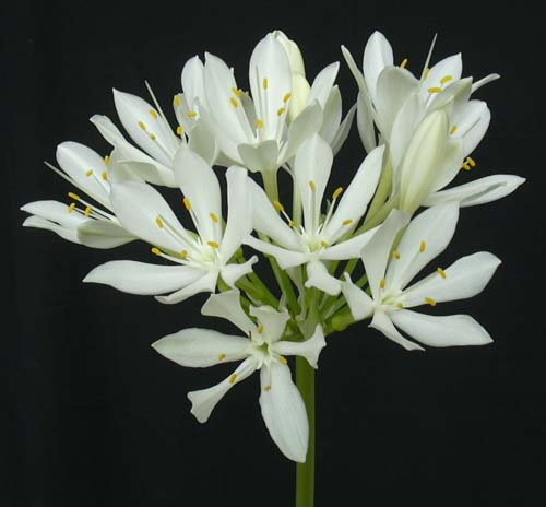 [ת��]����ӻ�1