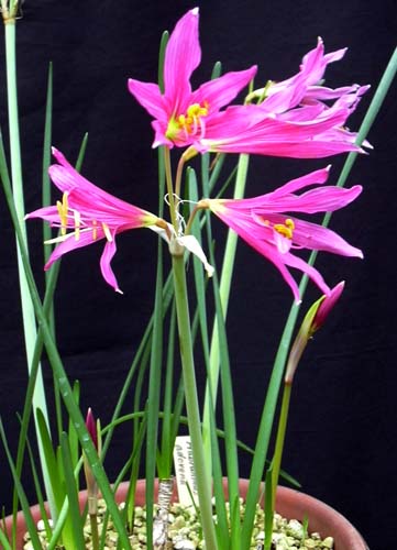 [ת��]����ӻ�1