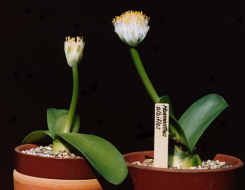 [ת��]����ӻ�1