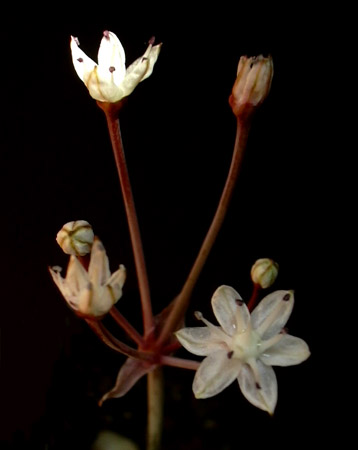 [ת��]����ӻ�1