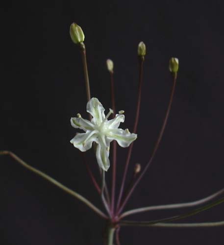 [ת��]����ӻ�1