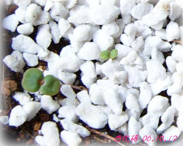 �ɰ���С�����ǣ�PP½�������С�P8���¡���