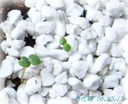 �ɰ���С�����ǣ�PP½�������С�P8���¡���