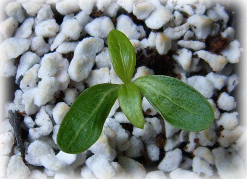 �ɰ���С�����ǣ�PP½�������С�P8���¡���