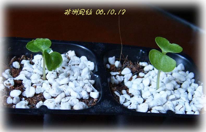 �ɰ���С�����ǣ�PP½�������С�P8���¡���