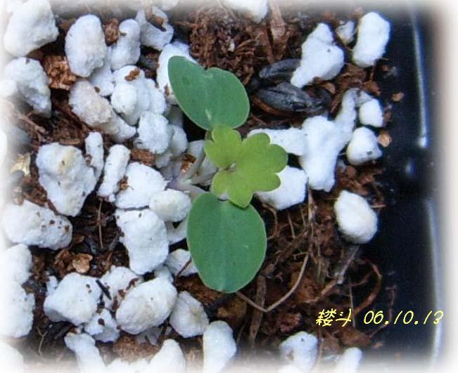 �ɰ���С�����ǣ�PP½�������С�P8���¡���