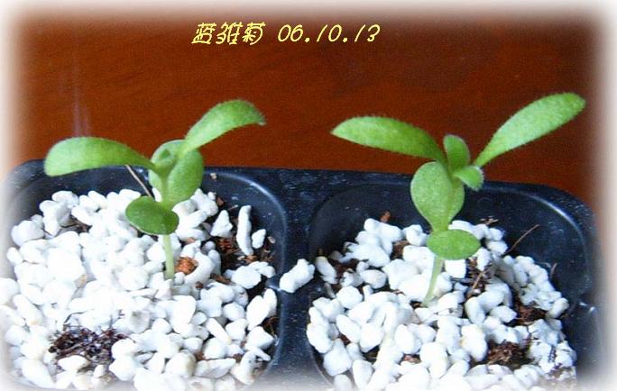 �ɰ���С�����ǣ�PP½�������С�P8���¡���