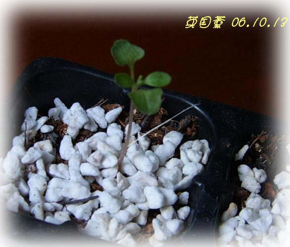 �ɰ���С�����ǣ�PP½�������С�P8���¡���