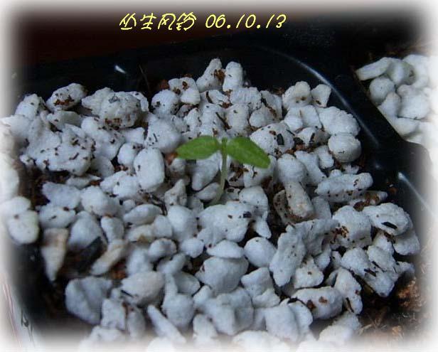 �ɰ���С�����ǣ�PP½�������С�P8���¡���