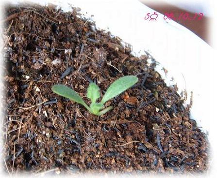 �ɰ���С�����ǣ�PP½�������С�P8���¡���