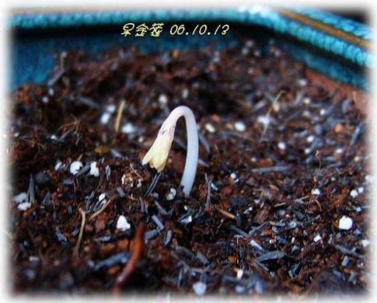 �ɰ���С�����ǣ�PP½�������С�P8���¡���