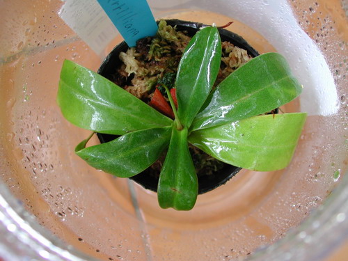 �W�N �i�\��