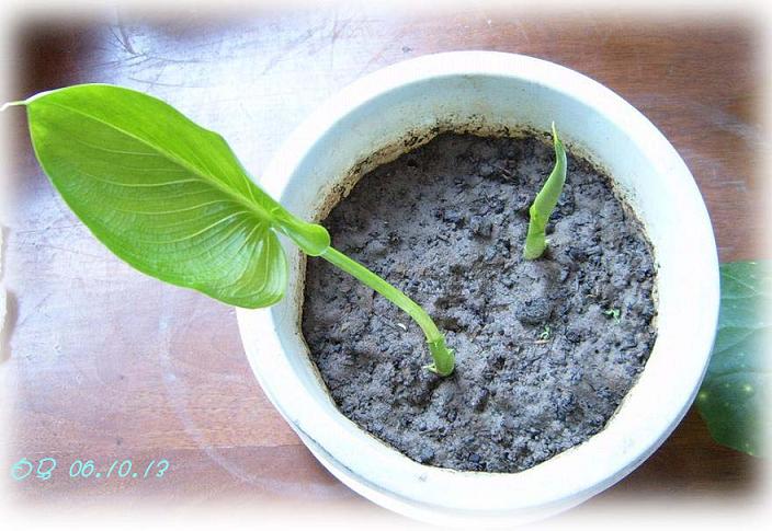 [��ͼ]��ѿ�����ǡ����غ컨��