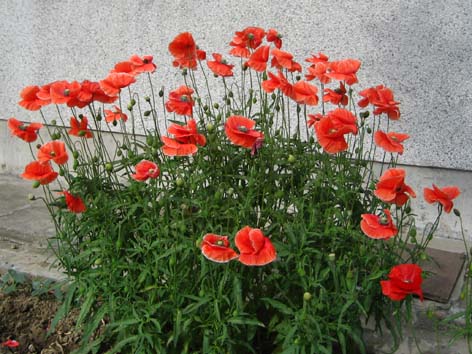 ���˰����ˡ�