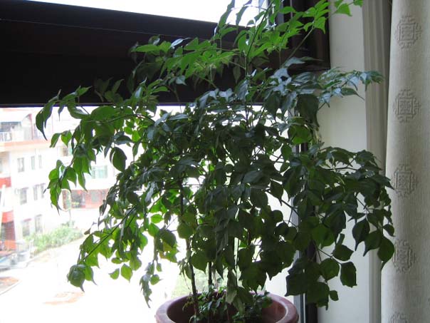 [��ͼ]��̨�����㱨(��������PP)