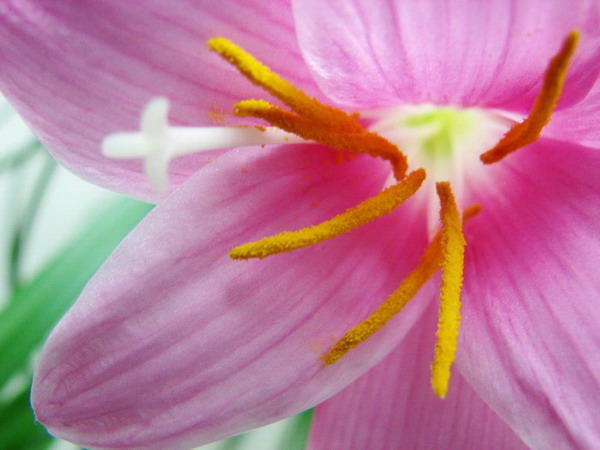 �����ҼҵĻ���