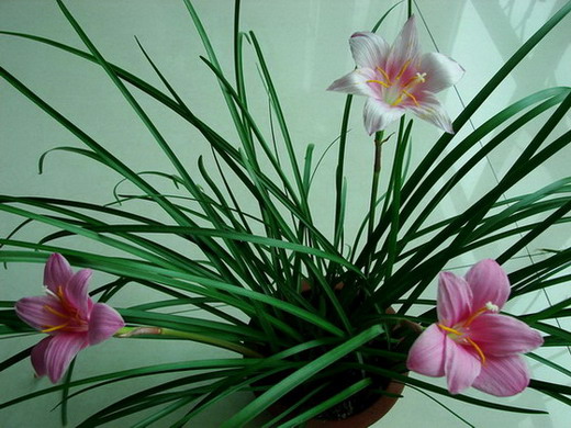 �����ҼҵĻ���