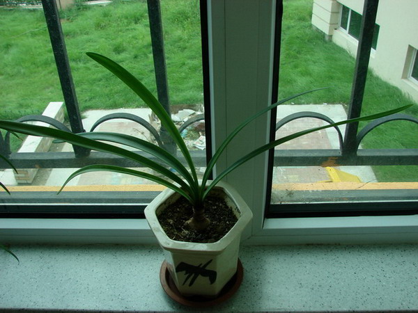 �����ҼҵĻ���